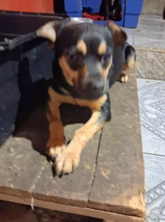 Cachorro raça SRD-ViraLata idade 7 a 11 meses nome Lupita