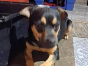 Cachorro raça SRD-ViraLata idade 7 a 11 meses nome Lupita