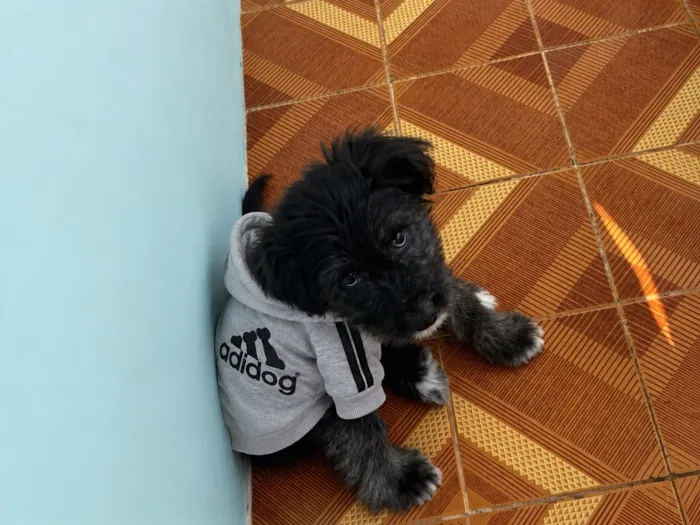 Cachorro raça SRD-ViraLata idade 7 a 11 meses nome Aegon 