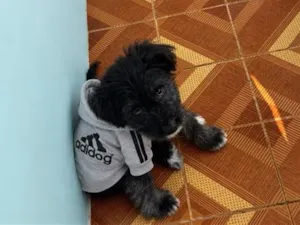 Cachorro raça SRD-ViraLata idade 7 a 11 meses nome Aegon 