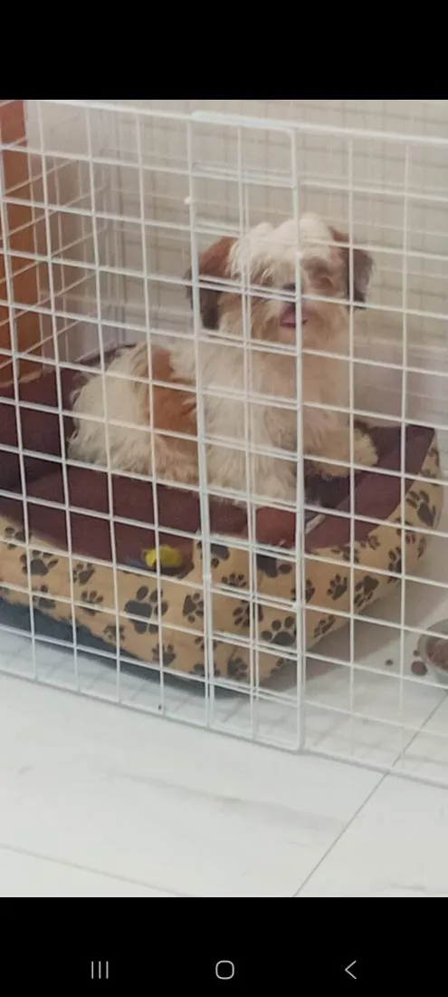 Cachorro raça SRD-ViraLata idade 7 a 11 meses nome Lourenzzo