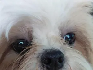 Cachorro raça SRD-ViraLata idade 7 a 11 meses nome Lourenzzo