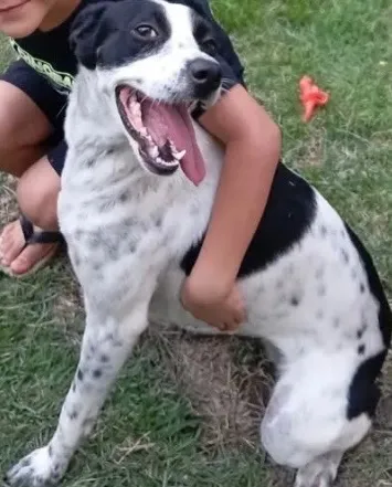 Cachorro raça SRD-ViraLata idade 2 anos nome Nina