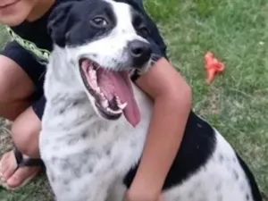 Cachorro raça SRD-ViraLata idade 2 anos nome Nina