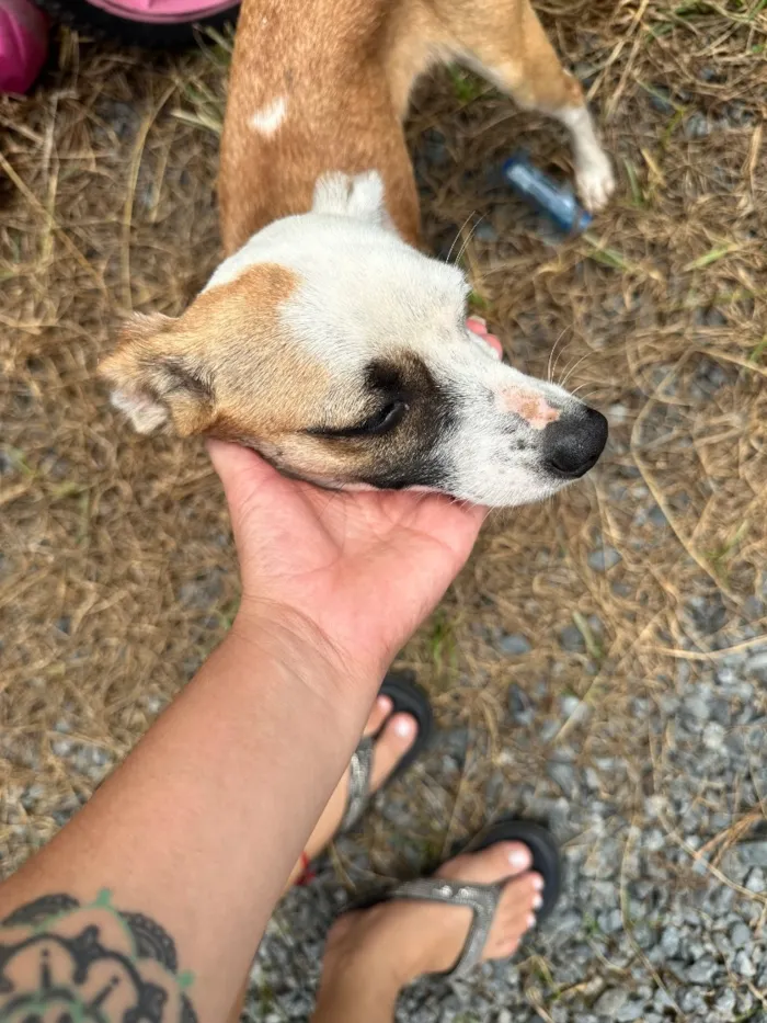 Cachorro raça SRD-ViraLata idade 1 ano nome Lola