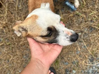 Cachorro raça SRD-ViraLata idade 1 ano nome Lola