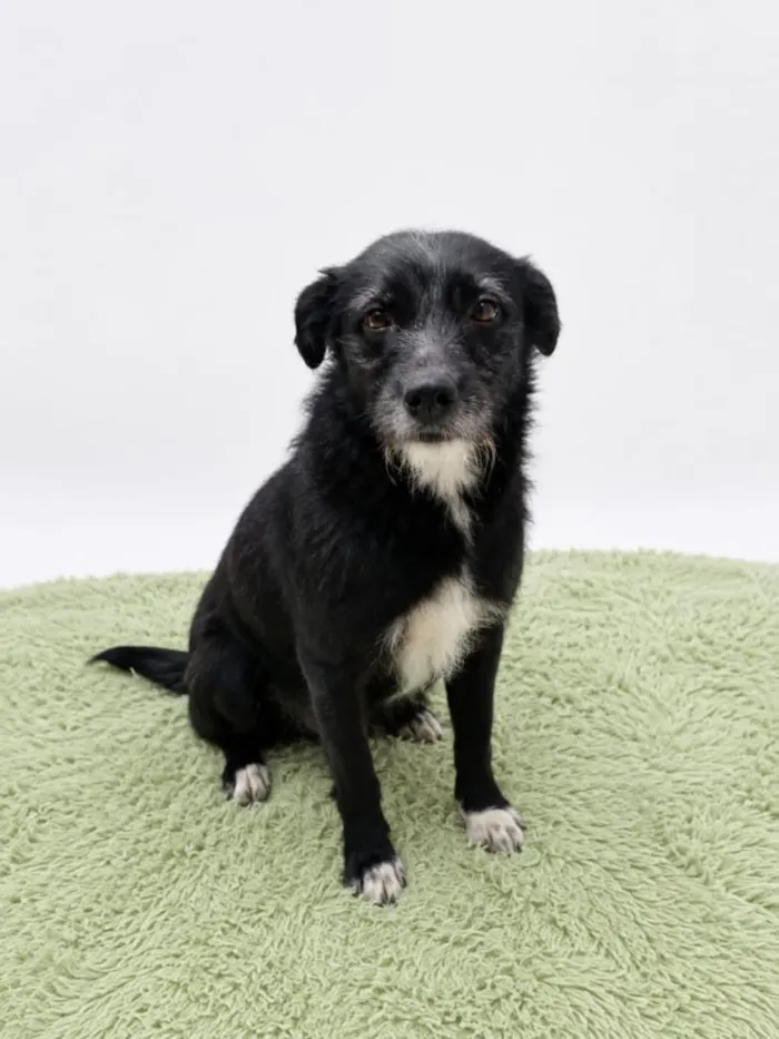 Cachorro raça SRD-ViraLata idade 2 anos nome Bela