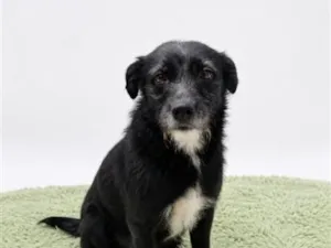 Cachorro raça SRD-ViraLata idade 2 anos nome Bela