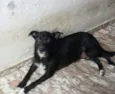 Bela