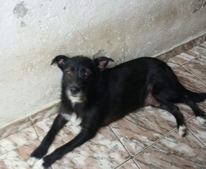 Cachorro raça SRD-ViraLata idade 2 anos nome Bela