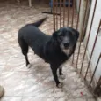 Bela