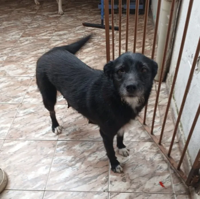 Cachorro raça SRD-ViraLata idade 2 anos nome Bela