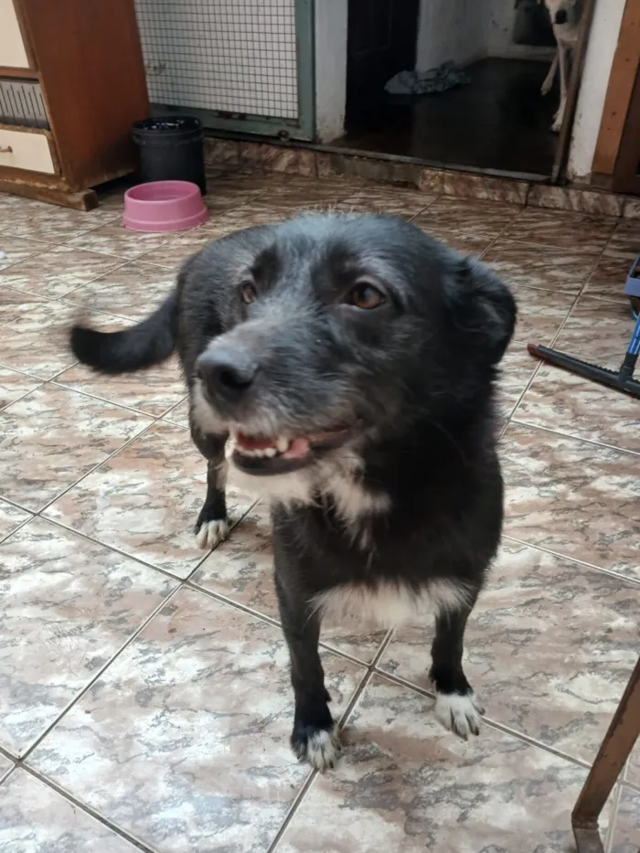 Cachorro raça SRD-ViraLata idade 2 anos nome Bela
