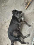 Doguinha