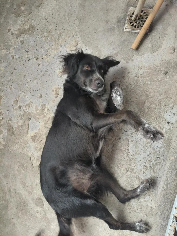 Cachorro raça SRD-ViraLata idade 4 anos nome Doguinha