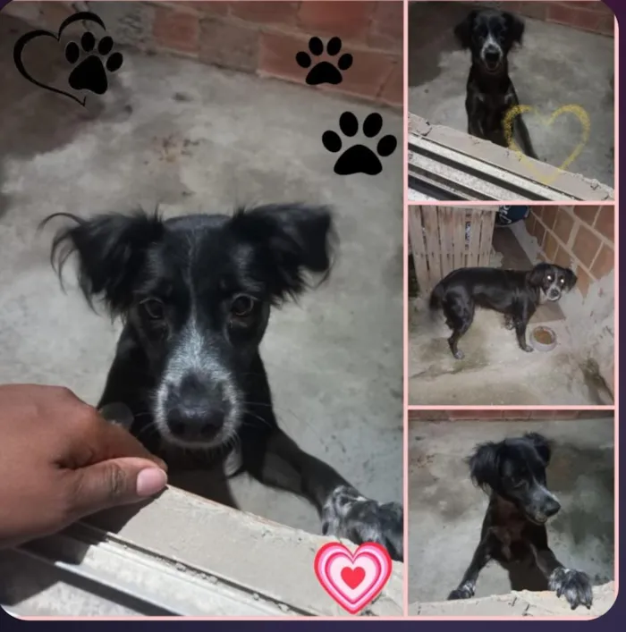 Cachorro raça SRD-ViraLata idade 4 anos nome Doguinha