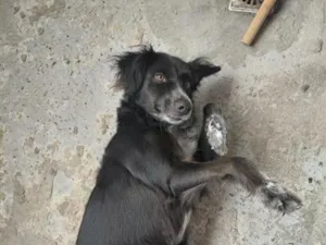 Cachorro raça SRD-ViraLata idade 4 anos nome Doguinha