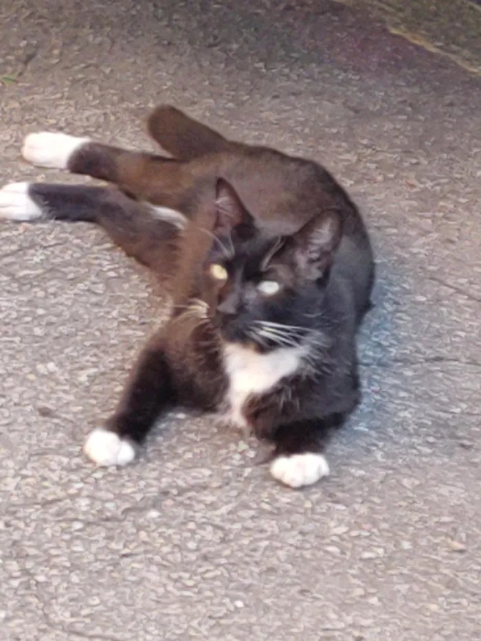 Gato raça SRD-ViraLata idade 4 anos nome Nalla Pretinha 