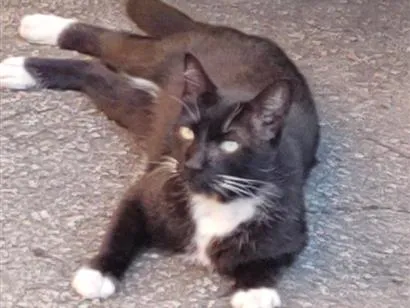 Gato raça SRD-ViraLata idade 4 anos nome Nalla Pretinha 