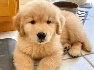 Cachorro raça SRD-ViraLata idade 2 a 6 meses nome Golden Filhotes
