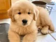Golden Filhotes