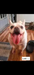 Gordinho