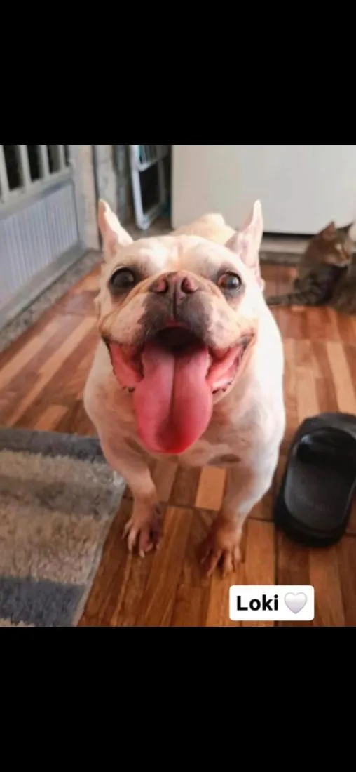 Cachorro raça SRD-ViraLata idade 6 ou mais anos nome Gordinho