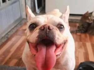 Cachorro raça SRD-ViraLata idade 6 ou mais anos nome Gordinho