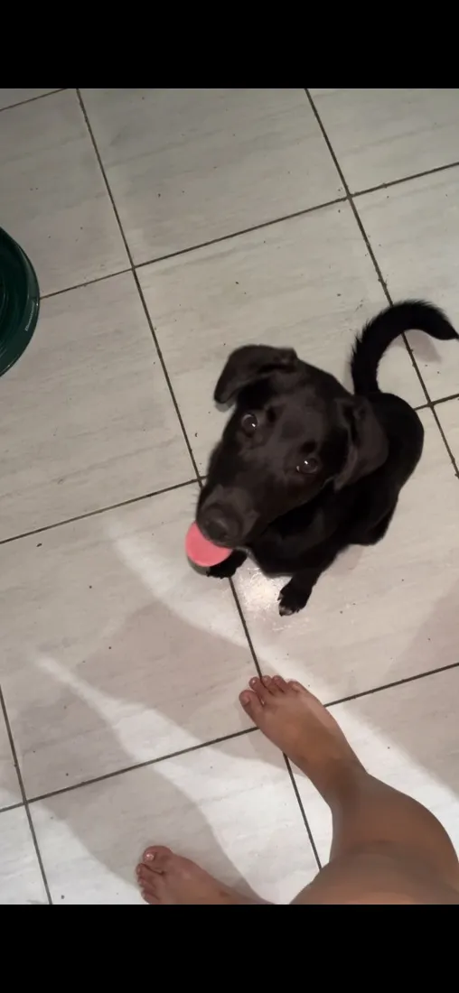 Cachorro raça SRD-ViraLata idade 2 a 6 meses nome Celeste