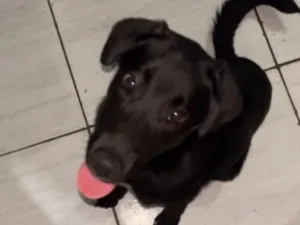 Cachorro raça SRD-ViraLata idade 2 a 6 meses nome Celeste