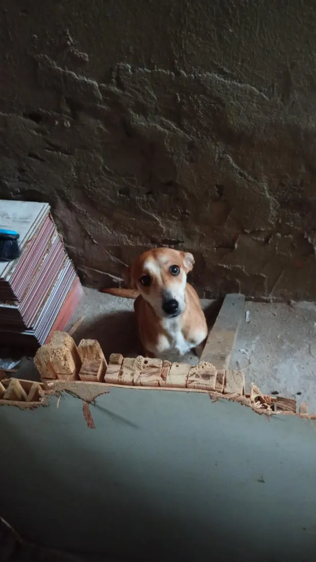 Cachorro raça SRD-ViraLata idade 1 ano nome Nina