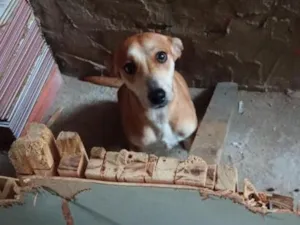 Cachorro raça SRD-ViraLata idade 1 ano nome Nina