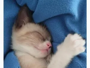 Gato raça Siamês idade 2 a 6 meses nome branca