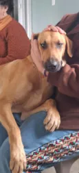 mel