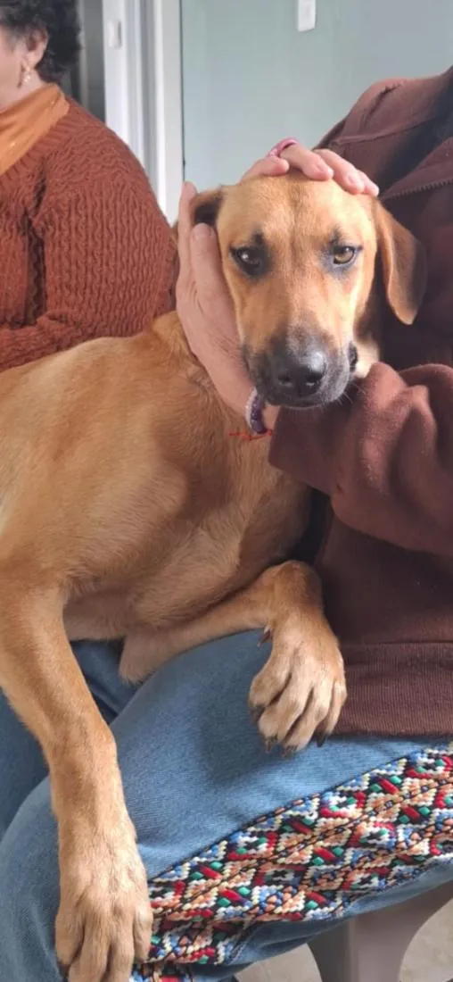Cachorro raça SRD-ViraLata idade 1 ano nome mel