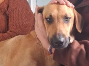 Cachorro raça SRD-ViraLata idade 1 ano nome mel