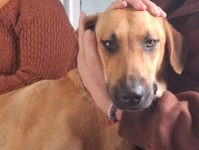Cachorro raça SRD-ViraLata idade 1 ano nome mel