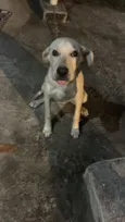 Tobi