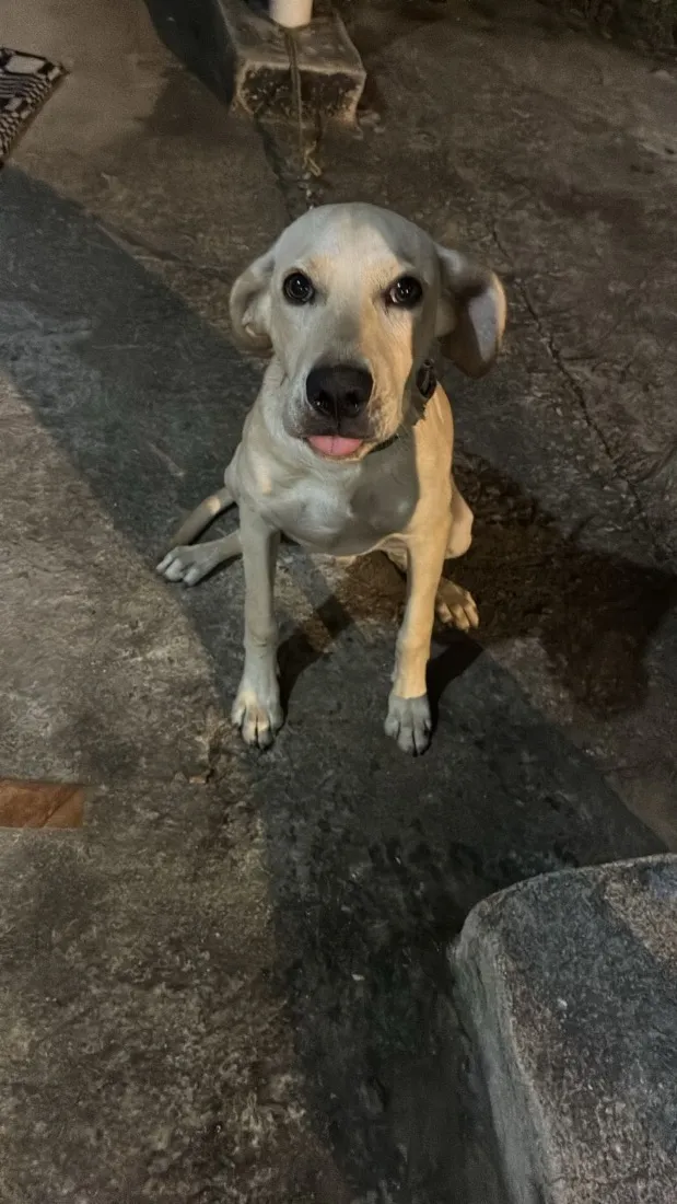 Cachorro raça SRD-ViraLata idade 7 a 11 meses nome Tobi