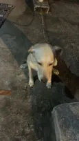 Tobi
