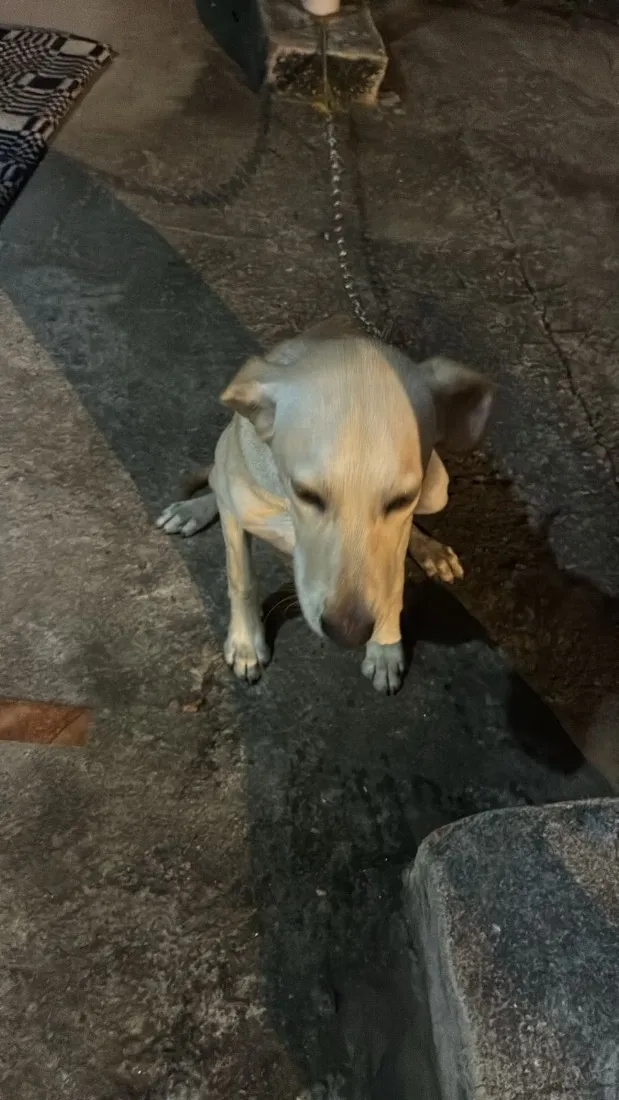 Cachorro raça SRD-ViraLata idade 7 a 11 meses nome Tobi