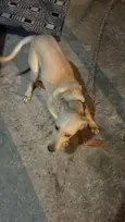 Tobi