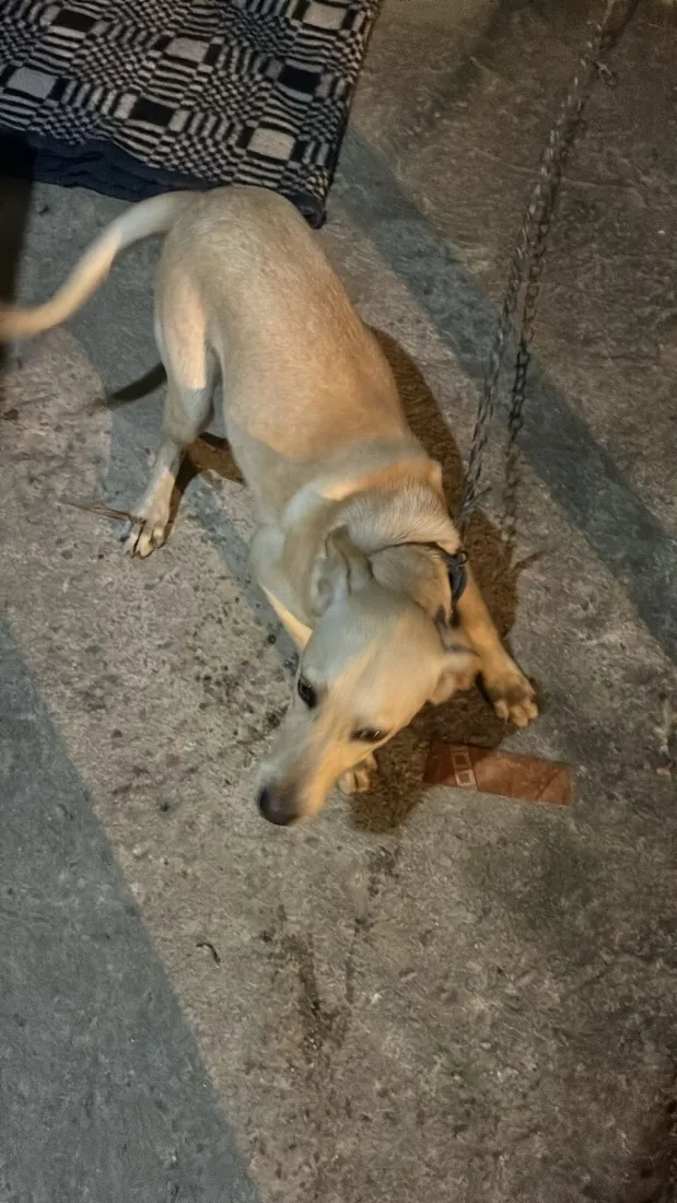 Cachorro raça SRD-ViraLata idade 7 a 11 meses nome Tobi