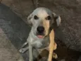 Tobi