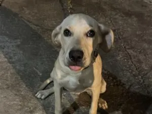 Cachorro raça SRD-ViraLata idade 7 a 11 meses nome Tobi