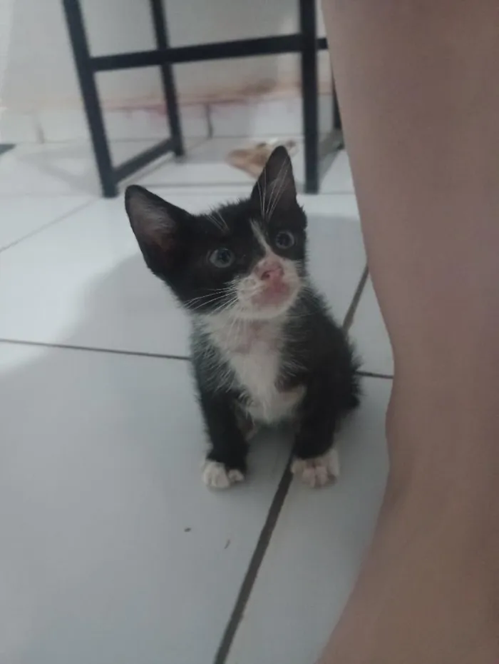 Gato raça SRD-ViraLata idade Abaixo de 2 meses nome Alfa e Beto
