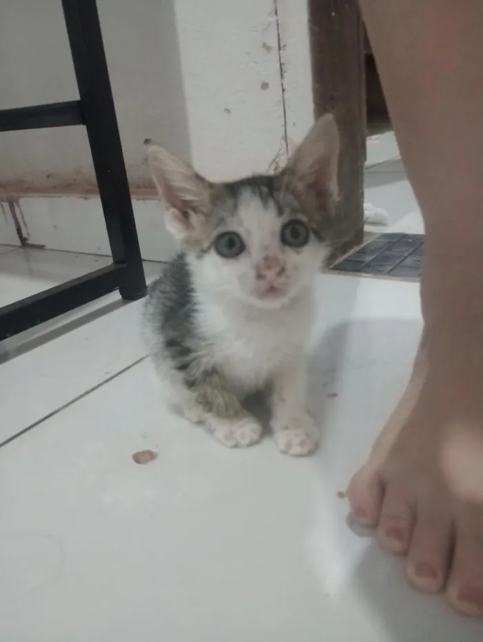 Gato raça SRD-ViraLata idade Abaixo de 2 meses nome Alfa e Beto