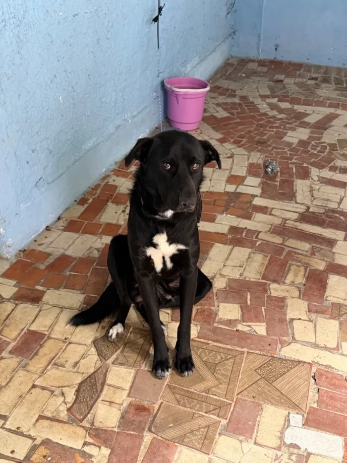 Cachorro raça SRD-ViraLata idade 2 anos nome Biriba