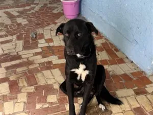 Cachorro raça SRD-ViraLata idade 2 anos nome Biriba
