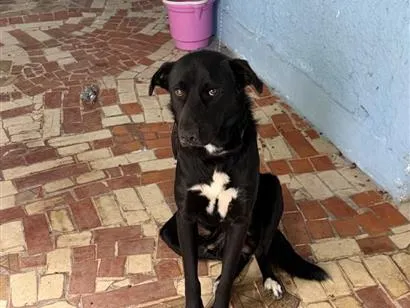 Cachorro raça SRD-ViraLata idade 2 anos nome Biriba